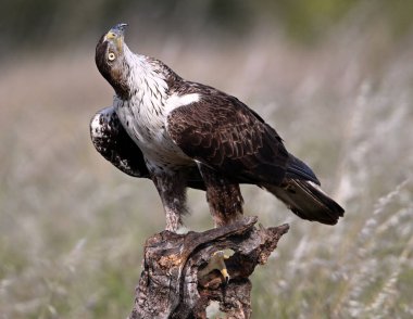 İspanya 'da güçlü bir FASCIATA kartalı