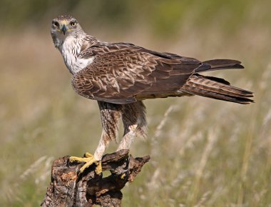 İspanya 'da güçlü bir FASCIATA kartalı