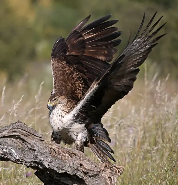 İspanya 'daki dağda bir FASCIATA kartalı