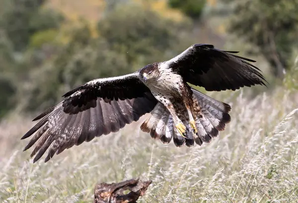 İspanya 'daki dağda bir FASCIATA kartalı