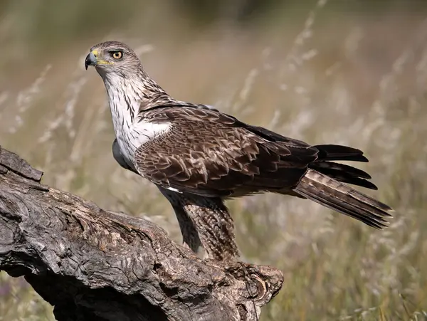 İspanya 'da güçlü bir FASCIATA kartalı