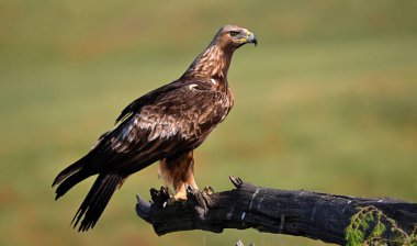 İspanya 'da güçlü bir altın kartal