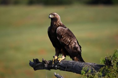 İspanya 'da güçlü bir altın kartal