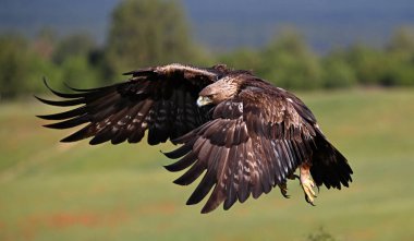 İspanya 'da güçlü bir altın kartal