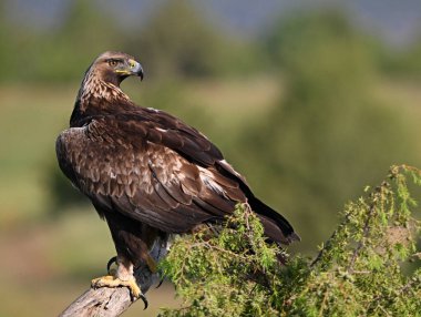 İspanya 'da güçlü bir altın kartal