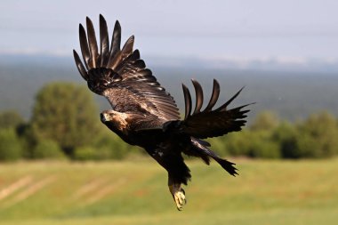 İspanya 'da güçlü bir altın kartal