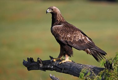 İspanya 'da güçlü bir altın kartal