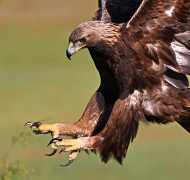 İspanya 'da güçlü bir altın kartal