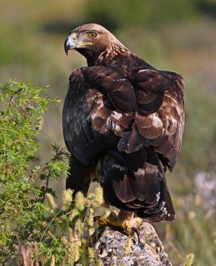 İspanya 'da güçlü bir altın kartal