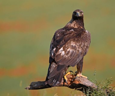 İspanya 'da güçlü bir altın kartal