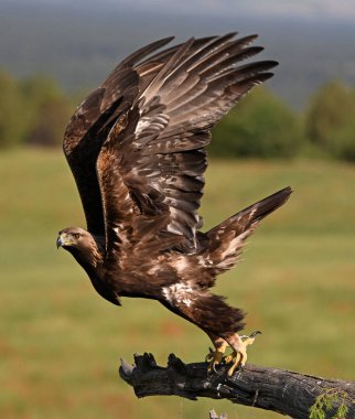İspanya 'da güçlü bir altın kartal