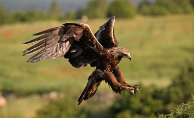 İspanya 'da güçlü bir altın kartal