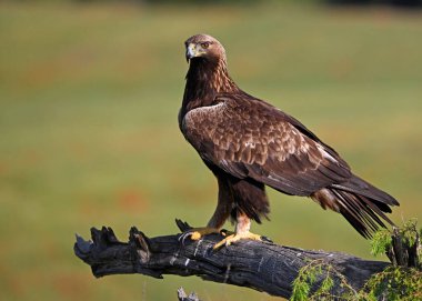 İspanya 'da güçlü bir altın kartal