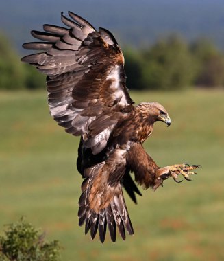 İspanya 'da güçlü bir altın kartal