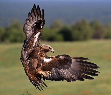 İspanya 'da güçlü bir altın kartal