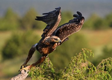 İspanya 'da güçlü bir altın kartal