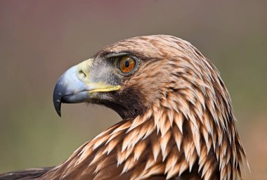 İspanya 'daki altın kartal portresi