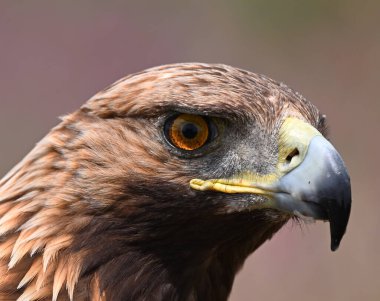 İspanya 'daki altın kartal portresi