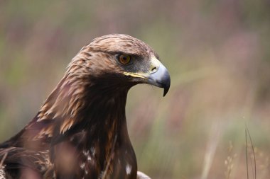 İspanya 'daki altın kartal portresi