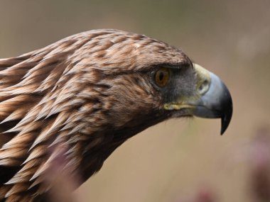 İspanya 'daki altın kartal portresi