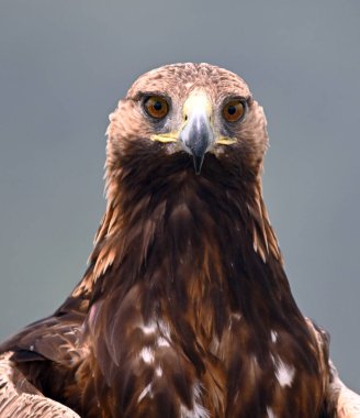 İspanya 'daki altın kartal portresi