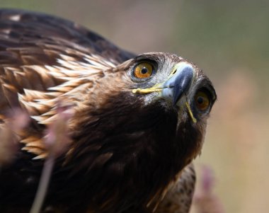 İspanya 'daki altın kartal portresi