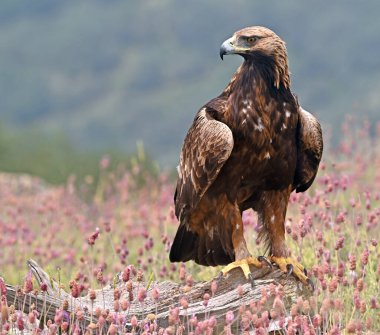 İspanya 'daki dağda güçlü bir altın kartal