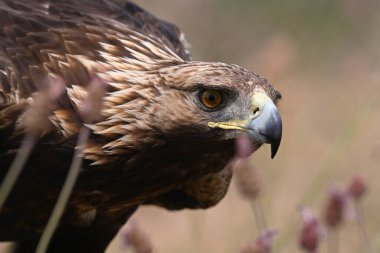 İspanya 'daki dağda güçlü bir altın kartal