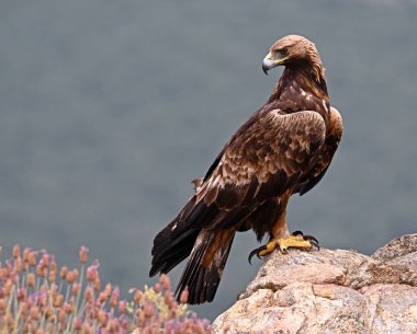 İspanya 'daki dağda güçlü bir altın kartal