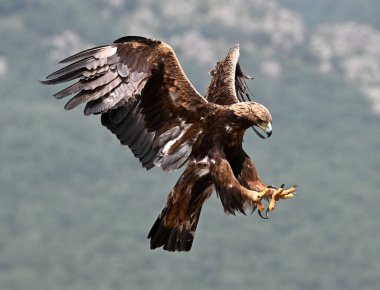 İspanya 'daki dağda güçlü bir altın kartal