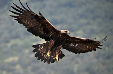 Dağdaki güçlü bir altın kartal