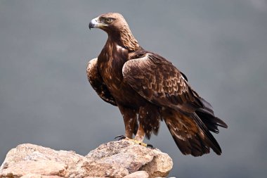 Dağdaki güçlü bir altın kartal