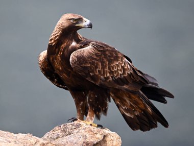 Dağdaki güçlü bir altın kartal