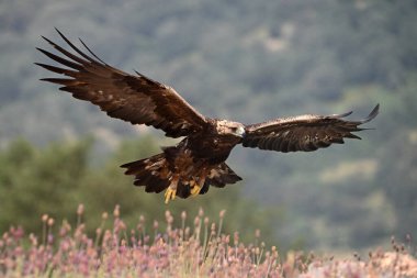 Dağdaki güçlü bir altın kartal