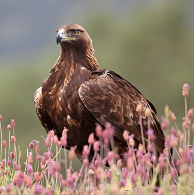 Dağdaki güçlü bir altın kartal