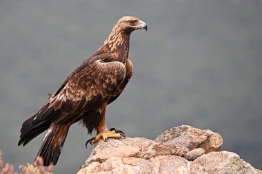 Dağdaki güçlü bir altın kartal