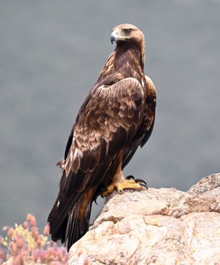 Dağdaki güçlü bir altın kartal
