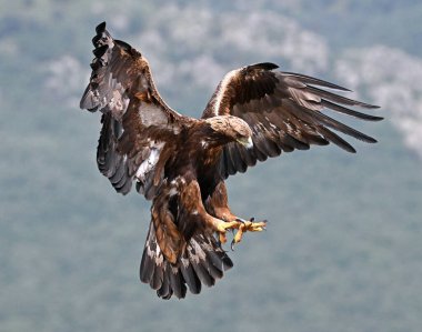 Dağdaki güçlü bir altın kartal