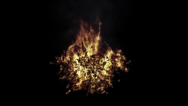 Fire Burning Branches Black Background — Stock Video