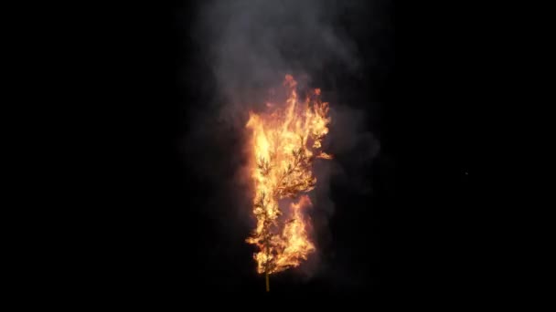 Oheň Pálí Větve Černém Pozadí — Stock video