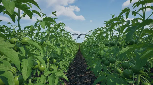 Landbouw Drone Vliegen Naar Bespoten Meststof Tomatenvelden Innovatie Van Slimme Stockfoto