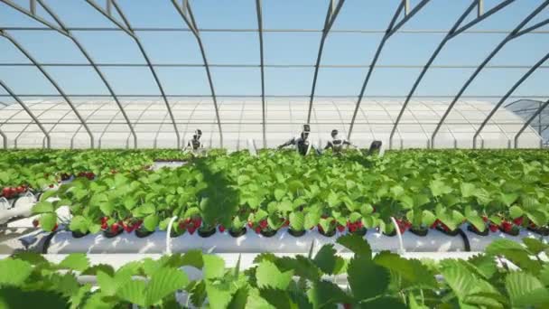 온실에서 딸기를 수확하는 스마트 개념의 — 비디오