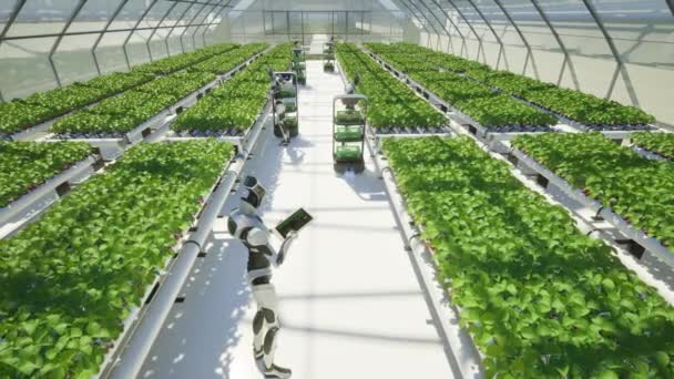 Künstliche Intelligenz Roboter Erntet Erdbeeren Gewächshaus Zukunftstechnologie Landwirtschaft Mit Smart — Stockvideo
