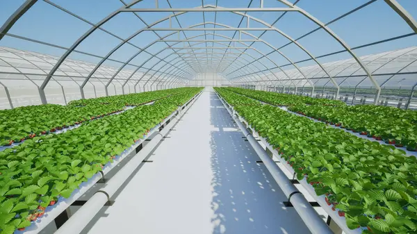 温室里的草莓种植 明智的耕作理念 图库图片