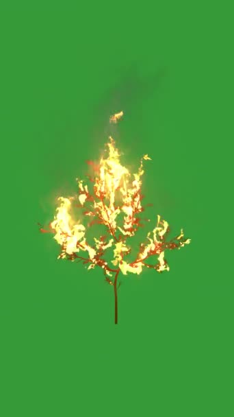 Ogień Pali Gałęzie Zielonym Tle — Wideo stockowe