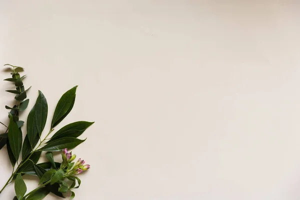 Mooie Neutale Achtergrond Met Bloemen Bladeren Hoge Hoek Uitzicht — Stockfoto