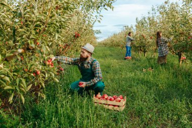 Ön manzara 3 çiftçi elma kutusunu hasat ediyor. Adam önlük giyiyor. Meyve kutusu mutlu bir şekilde gülüyor. Elma bahçesinin etrafında bir sürü yeşillik ve hasat var. Bereketli topraklar verimli iş.