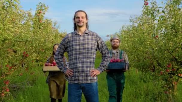 교미적 수염은 엉덩이에 노동자들 사과를 가지고 수있다 수확은 상자에 익는다 — 비디오