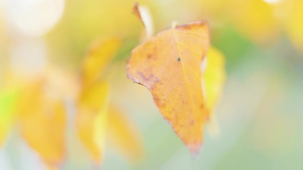 Złota Jesień Liście Gałąź Jesienne Liście Wiejące Wietrze Wspaniałe Kolorowe — Wideo stockowe