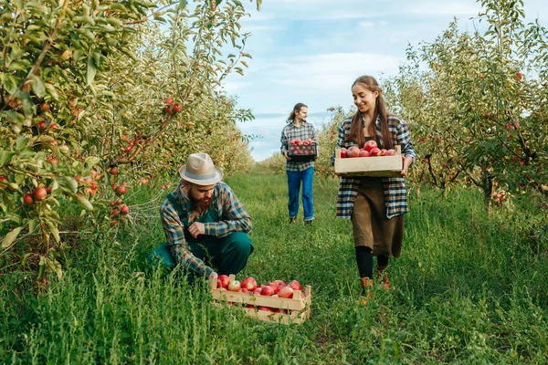 Ön cephede 3 çiftçi ailesi kutularda elma topluyor. Bir çömelmiş işçi önlüğü bir kutu olgun elma taşıyor. Arka plandaki elma bahçesinden mutlu insanlar. Aile işi ve mutluluk kavramı..